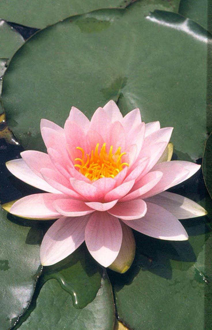 Ocean Breeze Serenade: Aquatic Flora Melody